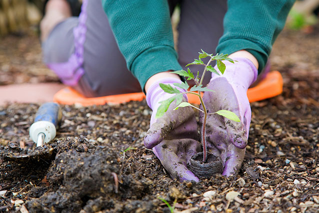 Gartenbaufirmen Hohenahr Obstbäume Gemüsebeet